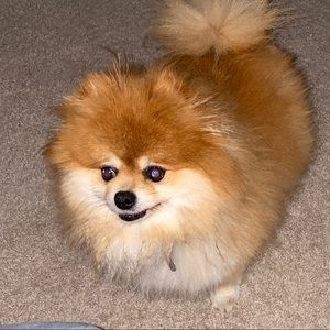 Meet your Posher, Allison